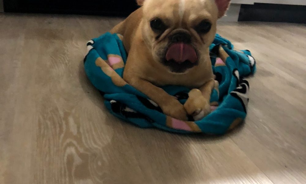 Boca Midtowne Animal Hospital