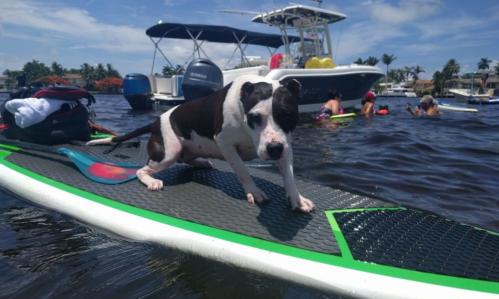 Boca Midtowne Animal Hospital