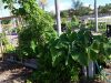 Boca Raton Community Garden