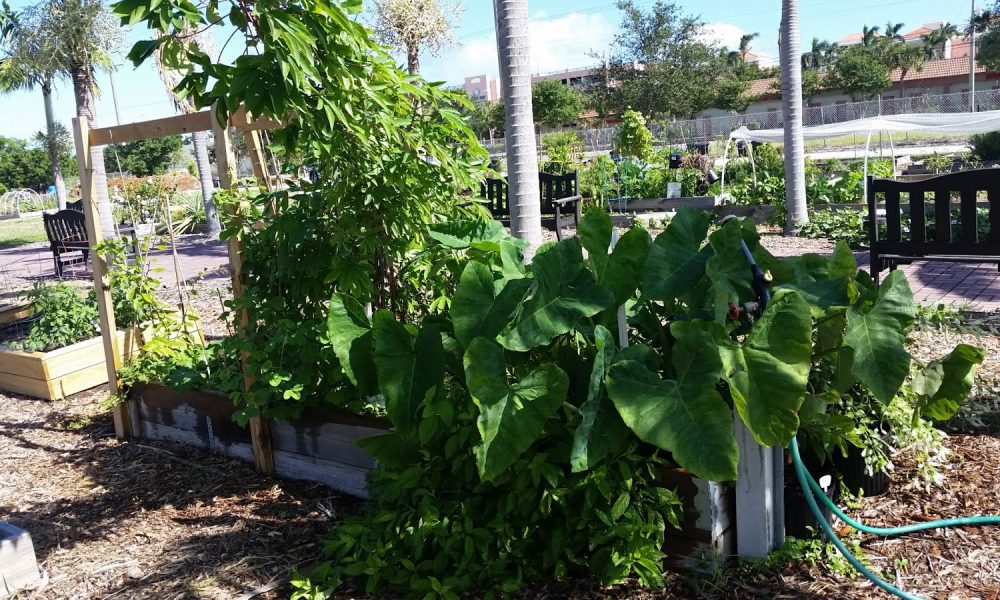 Boca Raton Community Garden