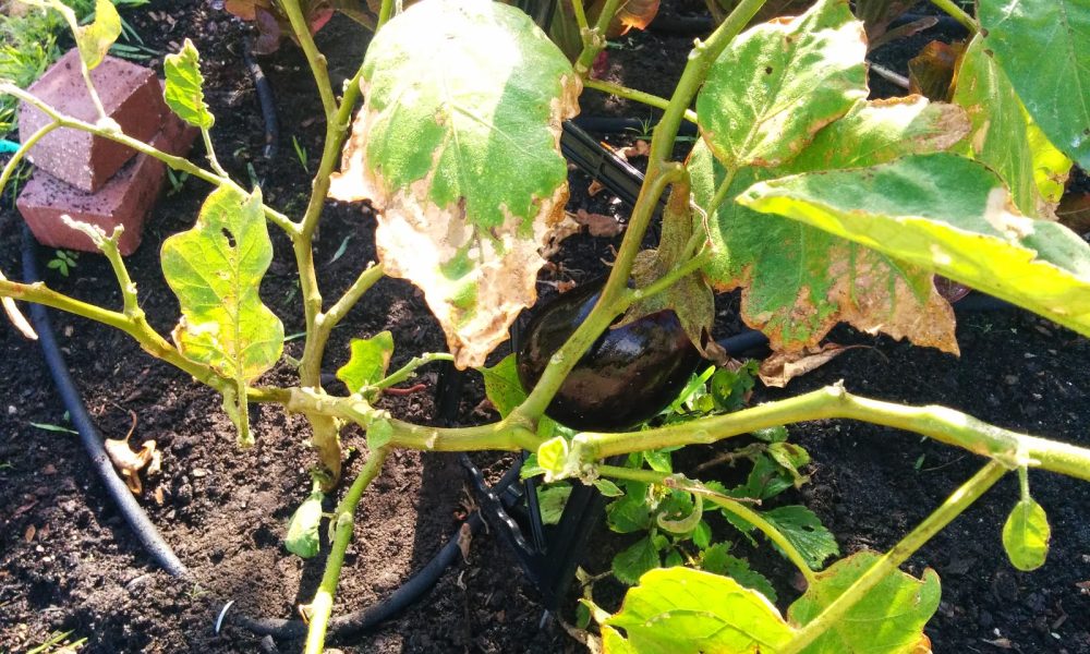 Boca Raton Community Garden