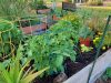 Boca Raton Community Garden