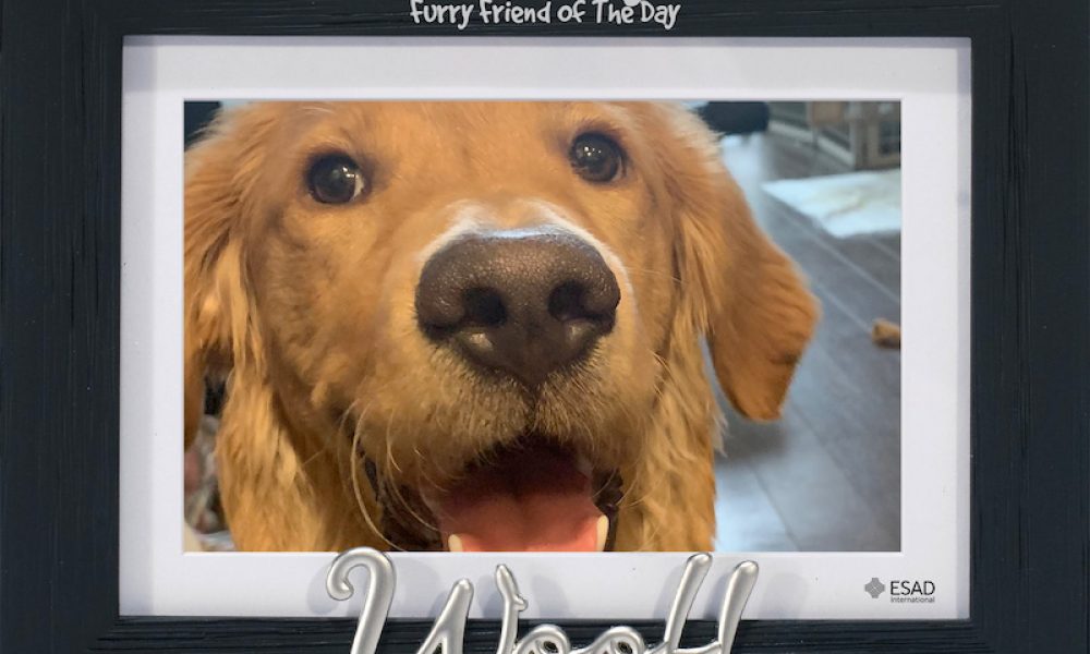 ESAD Intl. (ESADoggy)