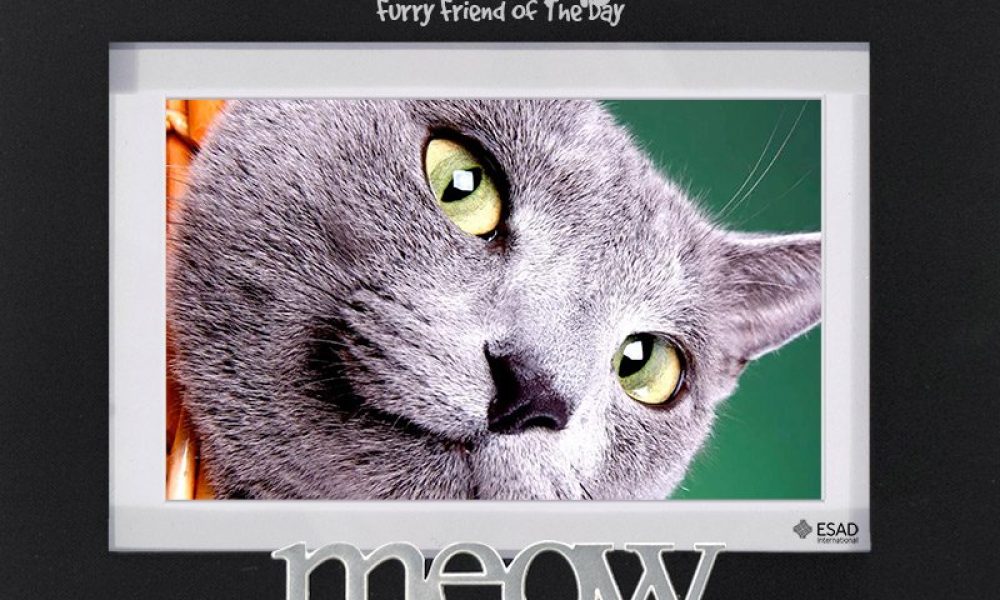 ESAD Intl. (ESADoggy)