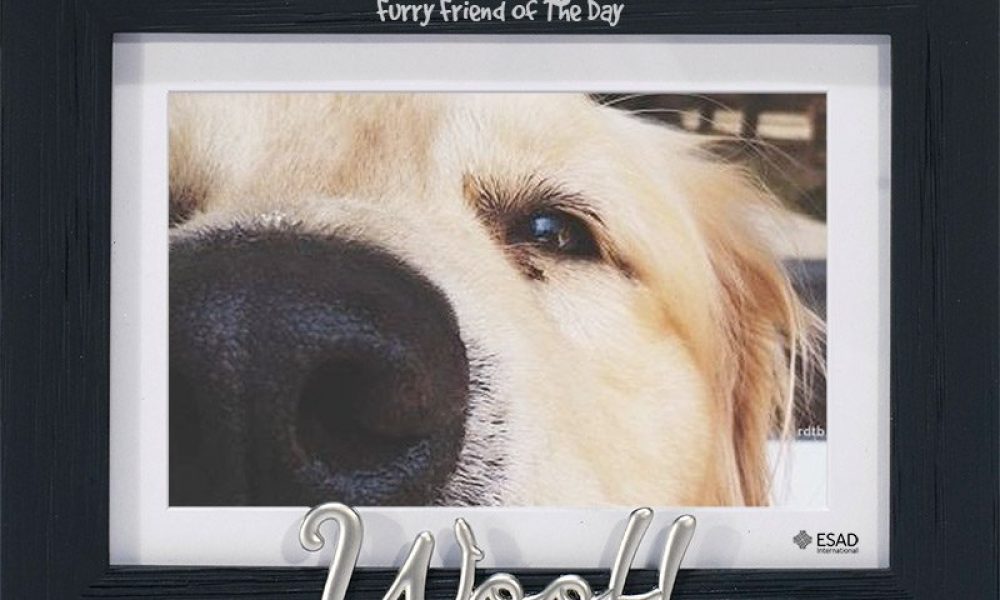 ESAD Intl. (ESADoggy)