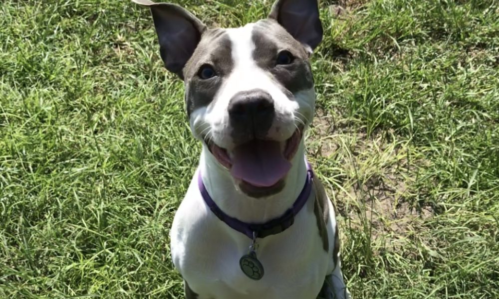 ESAD Intl. (ESADoggy)