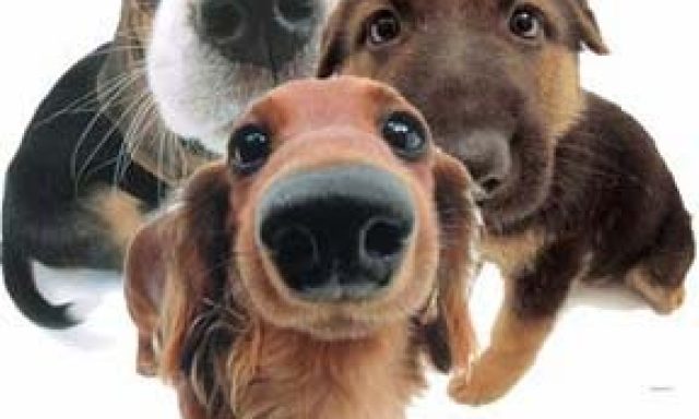 East Side Pet Grooming