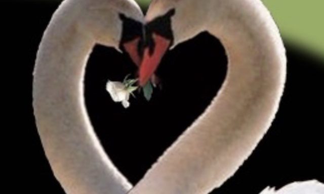 Golden Swan by the lake