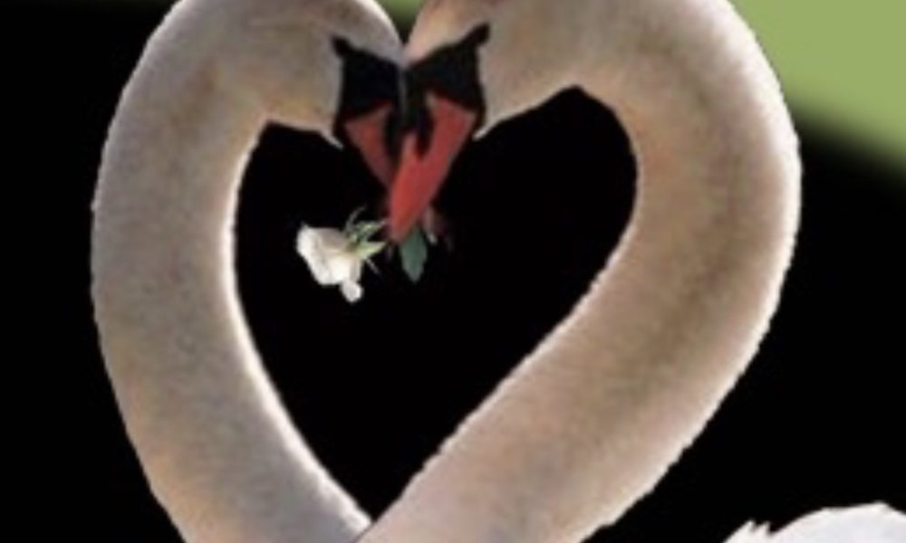 Golden Swan by the lake