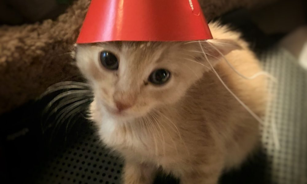 Jill's Next Door Dog Walking & Pet Services, LLC