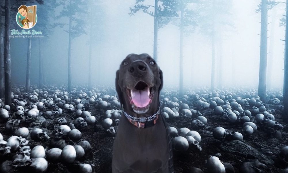 Jill's Next Door Dog Walking & Pet Services, LLC