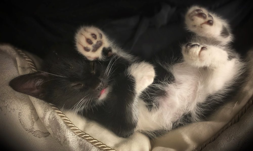 Jill's Next Door Dog Walking & Pet Services, LLC