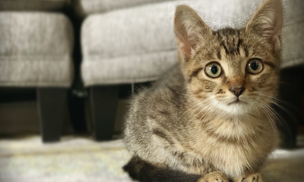 Jill's Next Door Dog Walking & Pet Services, LLC