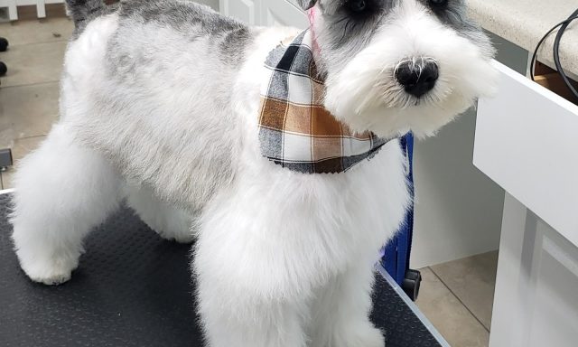 Julie’s groom room