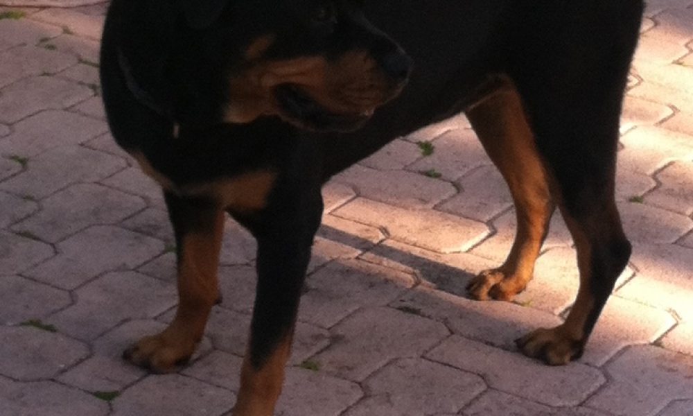 Lisa's Leashes Pet Sitting Services