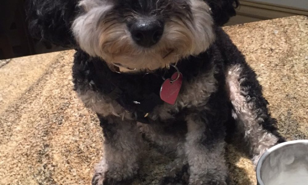 Lisa's Leashes Pet Sitting Services