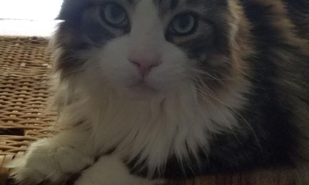 Lisa's Leashes Pet Sitting Services