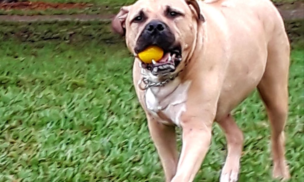 Mizner Bark Dog Park