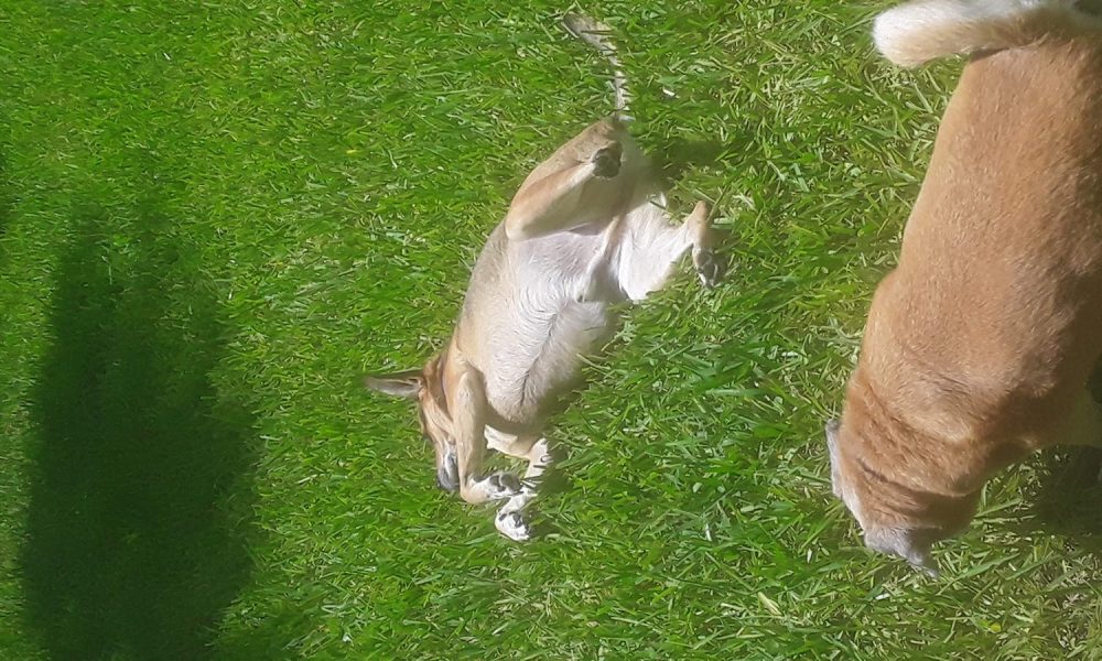 Pet Pal Delray Beach