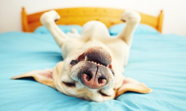 Petlover Central, Inc.