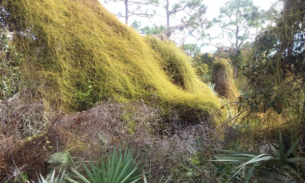 Pondhawk Natural Area
