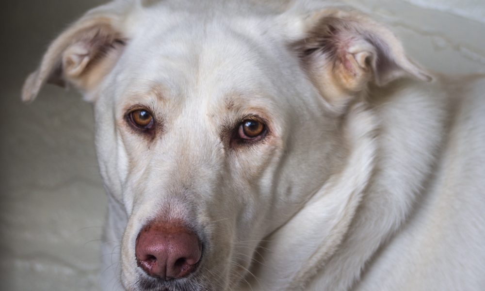 Puppersandkittiesbythesea