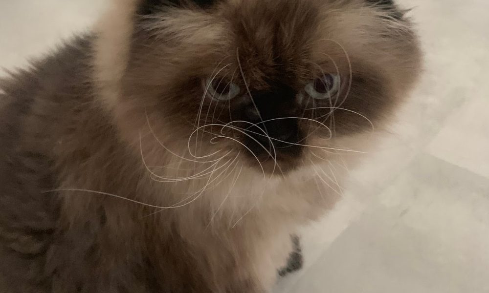 Puppersandkittiesbythesea