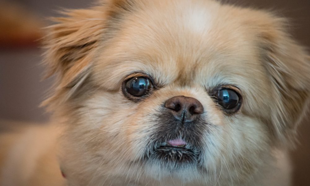 Puppersandkittiesbythesea