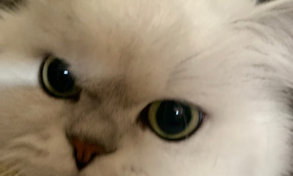 Puppersandkittiesbythesea