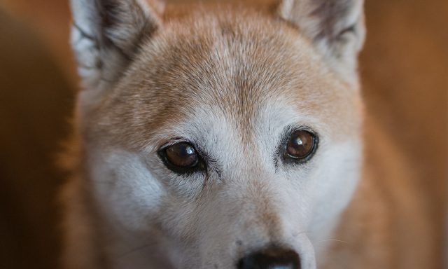 Puppersandkittiesbythesea