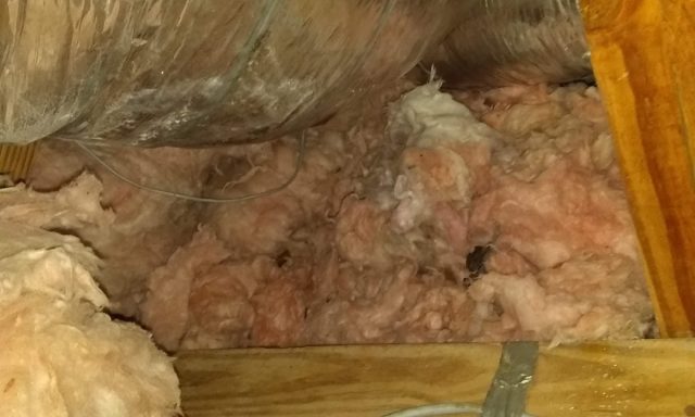 Raccoonsrus Animal Wildlife & Bee Experts