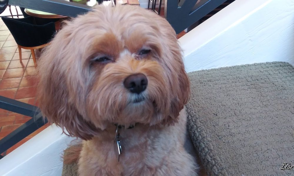 Serenity pet sitting and dog walking