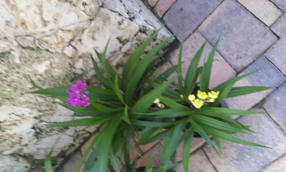 Serenity pet sitting and dog walking