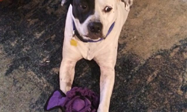 Serenity pet sitting and dog walking