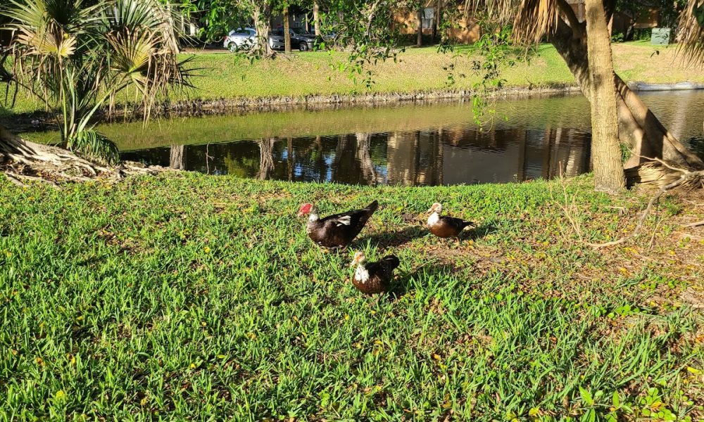 Somerset Place Apartment Homes