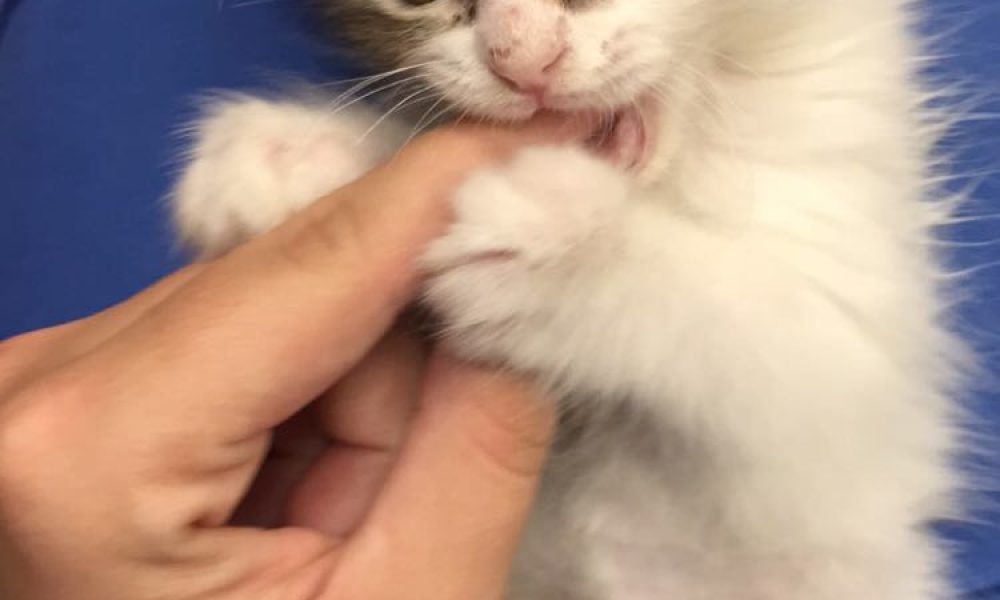 Taylor's Dog Walking and Pet Sitting: Rover.com