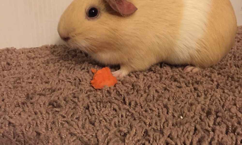 Taylor's Dog Walking and Pet Sitting: Rover.com