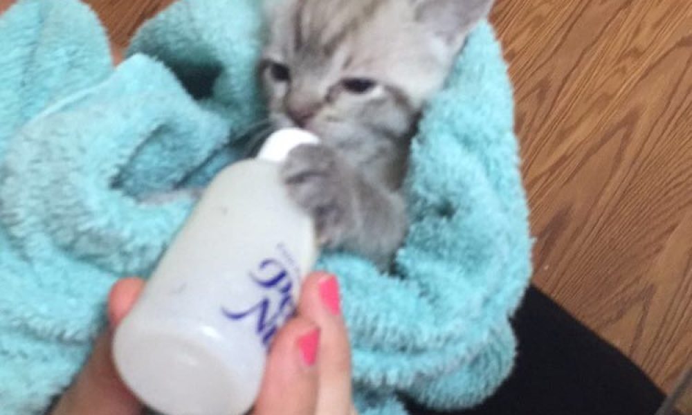 Taylor's Dog Walking and Pet Sitting: Rover.com