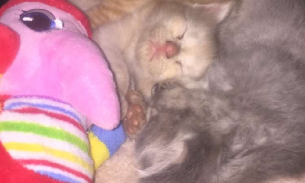 Taylor's Dog Walking and Pet Sitting: Rover.com