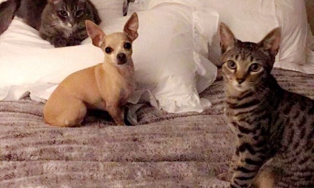 Taylor’s Dog Walking and Pet Sitting: Rover.com