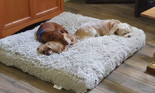 The Official Dog Walkers & Pet sitters