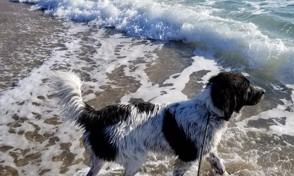 Weekend Dog Beach