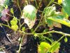 Boca Raton Community Garden