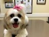 Boca Village Animal Hospital