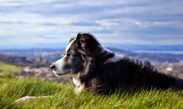 Calming K9s