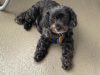Central Animal Hospital Boca Raton