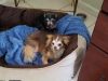 Lisa's Leashes Pet Sitting Services