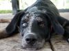 Mizner Bark Dog Park