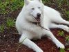 Mizner Bark Dog Park