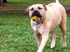 Mizner Bark Dog Park